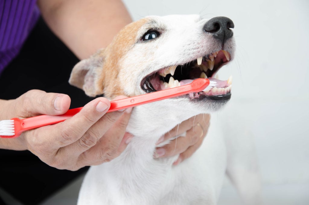 hand brushing dog's tooth for dental care Medway Animal Hospital